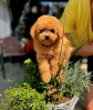 Photo №1. poodle (dwarf) - for sale in the city of Werbass | negotiated | Announcement № 110765