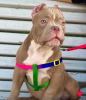 Additional photos: American bully kennel offers puppies for booking