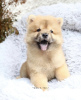 Photo №1. chow chow - for sale in the city of Дортмунд | 423$ | Announcement № 99458