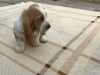 Photo №1. basset hound - for sale in the city of Bucharest | 317$ | Announcement № 70061