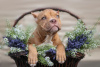 Additional photos: American Bully