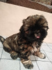 Photo №2 to announcement № 36980 for the sale of shih tzu - buy in Latvia 