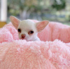 Additional photos: chihuahua baby