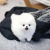 Photo №1. pomeranian - for sale in the city of Helsinki | negotiated | Announcement № 71242