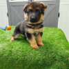 Photo №2 to announcement № 109115 for the sale of german shepherd, rottweiler - buy in Germany private announcement, breeder