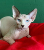 Photo №1. sphynx-katze - for sale in the city of St. Petersburg | 166$ | Announcement № 27971