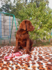 Photo №4. I will sell labrador retriever in the city of Volgograd. from nursery - price - 1041$