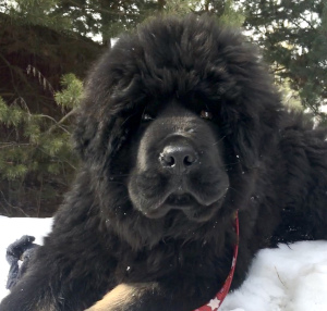 Photo №3. Gorgeous Tibetan mastiff boy for sale. Russian Federation