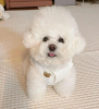 Photo №1. bichon frise - for sale in the city of Helsinki | negotiated | Announcement № 70028