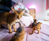 Photo №1. abyssinian cat - for sale in the city of Rapid City | 500$ | Announcement № 87066