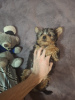 Additional photos: Yorkie puppy.