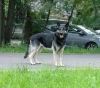 Photo №1. east-european shepherd - for sale in the city of Москва | Is free | Announcement № 7885