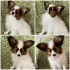 Additional photos: papillon puppies