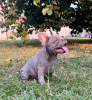 Photo №2 to announcement № 116980 for the sale of french bulldog - buy in Serbia 