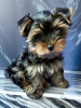 Photo №4. I will sell yorkshire terrier in the city of St. Petersburg. breeder - price - negotiated