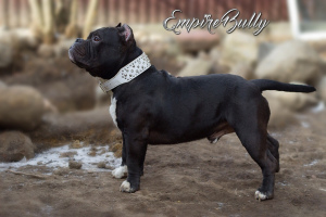 Photo №1. american bully - for sale in the city of Minsk | Negotiated | Announcement № 1498