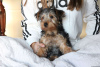 Photo №1. yorkshire terrier - for sale in the city of Rostock | 423$ | Announcement № 63811