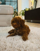 Additional photos: Toy poodle for adoption