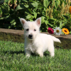 Photo №2 to announcement № 44770 for the sale of west highland white terrier - buy in Germany 