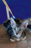 Photo №1. oriental shorthair - for sale in the city of Москва | 456$ | Announcement № 84324