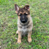 Photo №2 to announcement № 45812 for the sale of german shepherd - buy in United States private announcement