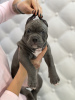 Photo №3. American Bully puppies. Moldova