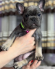 Photo №2 to announcement № 97164 for the sale of french bulldog - buy in Kazakhstan private announcement