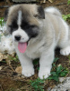 Photo №1. akita - for sale in the city of Davos | 300$ | Announcement № 18760