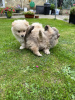 Photo №1. pomeranian - for sale in the city of Haslet | 350$ | Announcement № 84069