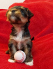 Photo №2 to announcement № 20725 for the sale of yorkshire terrier - buy in Germany private announcement