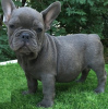 Photo №1. french bulldog - for sale in the city of Алмере | Is free | Announcement № 123950