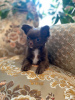 Photo №1. chihuahua - for sale in the city of Раубичи | 550$ | Announcement № 13353