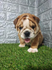 Photo №1. english bulldog - for sale in the city of Sremska Mitrovica | negotiated | Announcement № 114655