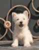 Additional photos: west highland white terrier puppy female