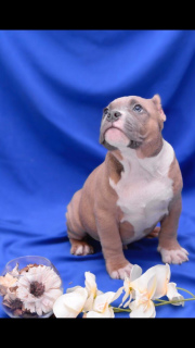 Photo №4. I will sell american bully in the city of Dir. from nursery, breeder - price - 1611$