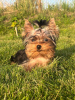 Photo №1. yorkshire terrier - for sale in the city of Daugavpils | 700$ | Announcement № 113894