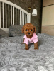 Photo №1. poodle (toy) - for sale in the city of Porto | Is free | Announcement № 123074