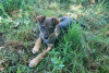 Additional photos: Smart and affectionate puppy Alka as a gift