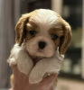 Photo №2 to announcement № 94544 for the sale of cavalier king charles spaniel - buy in Latvia from nursery