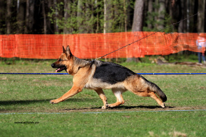 Additional photos: German shepherd puppy