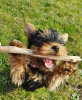 Photo №3. Adorable Yorkie puppies for sale. Germany