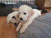 Additional photos: Vet checked Golden Retriever Puppies available now for Adoption