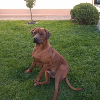 Additional photos: Rhodesian Ridgeback - male ZKWP/FCI