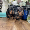 Photo №2 to announcement № 109164 for the sale of dachshund - buy in Germany private announcement