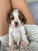 Photo №2 to announcement № 77226 for the sale of cavalier king charles spaniel - buy in Turkey private announcement