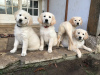 Photo №1. non-pedigree dogs - for sale in the city of Kuwait City | negotiated | Announcement № 10292