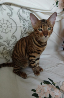 Photo №1. toyger - for sale in the city of Москва | negotiated | Announcement № 2444