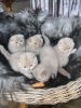 Additional photos: Quality Scottish Fold Kittens