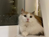 Additional photos: Three-colored cat Vanilla is looking for a home and a loving family!