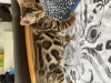 Photo №2 to announcement № 51134 for the sale of bengal cat - buy in Australia private announcement